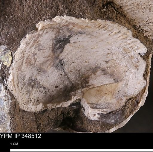 undet. Bivalvia