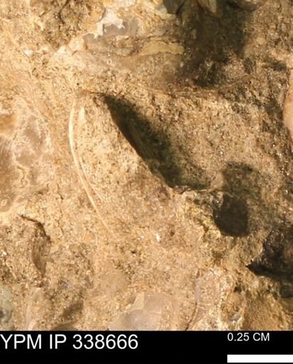undet. Mollusca