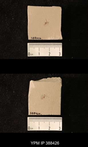 Diptera?