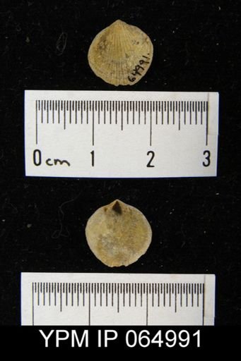 Mendacella cliftonensis