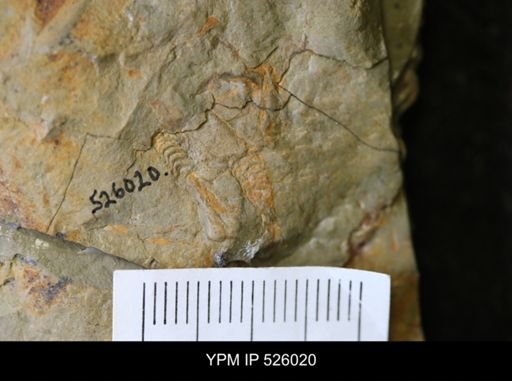 undet. Stylophora