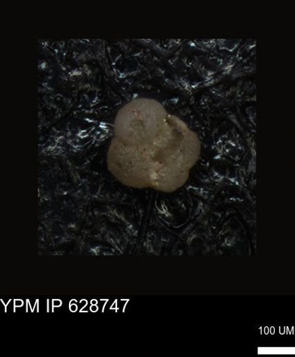 undet. Foraminiferida
