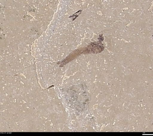 undet. Diptera