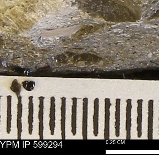 Protocardia subquadrata