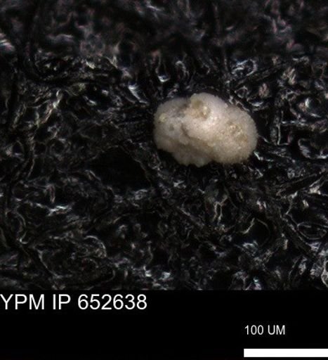 undet. Foraminiferida