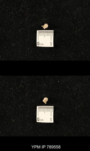 undet. Bryozoa