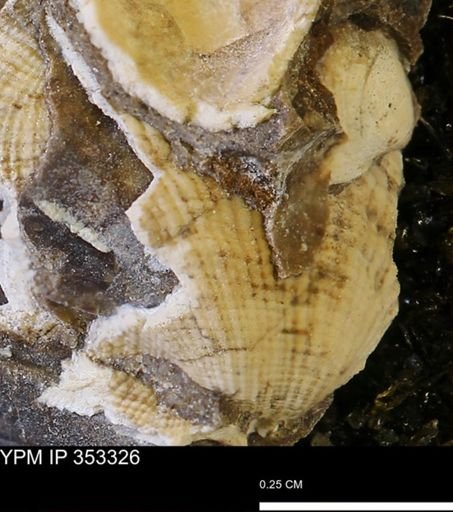 Parallelodon?