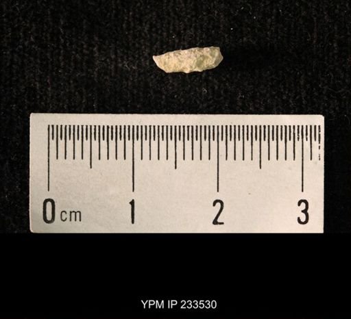 Archaeocidaris sp.