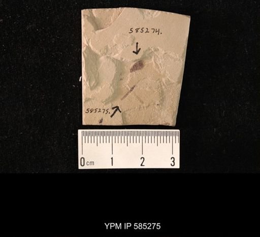 undet. Tipulidae