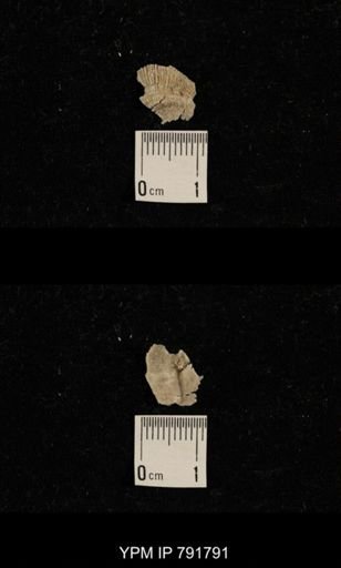 undet. Brachiopoda