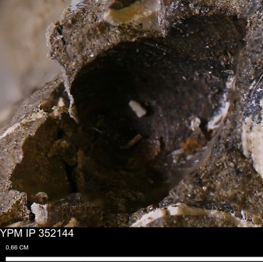 undet. Bivalvia