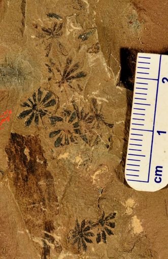 Sphenophyllum sp.
