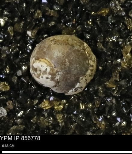 Euspira sp.