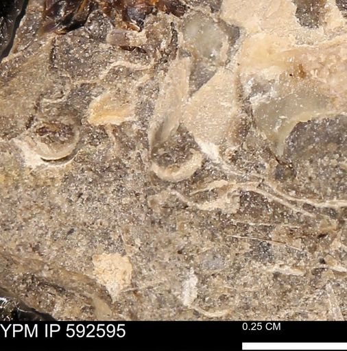 undet. Mollusca