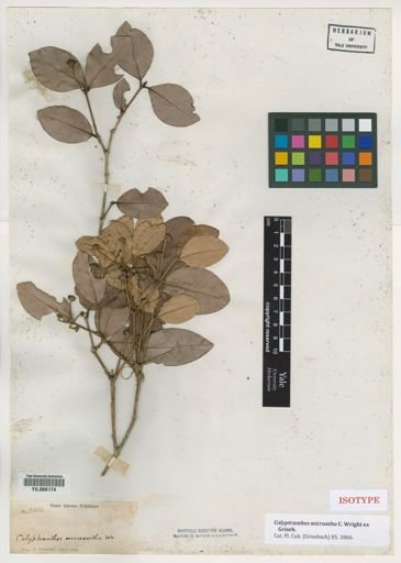 Calyptranthes micrantha