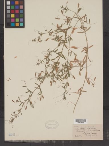 Vicia tetrasperma