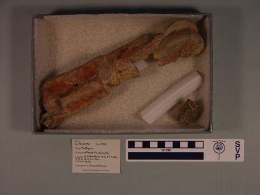 Diatryma gigantea