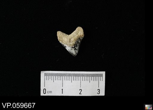 Squalicorax sp.