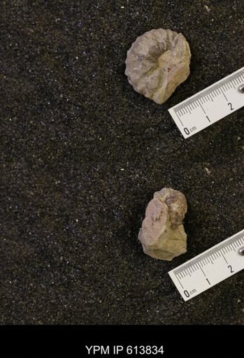Neogastroplites sp.