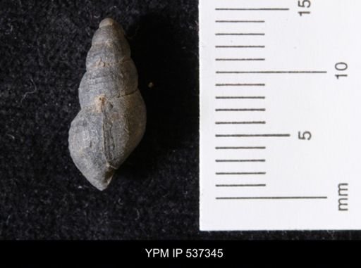 Goniobasis ortmanni
