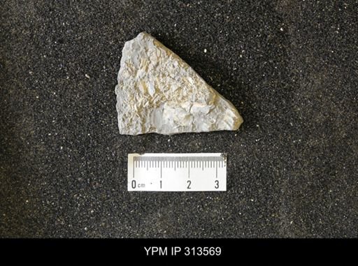 Inoceramus