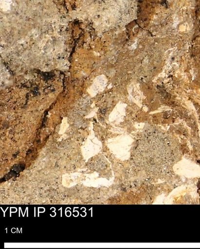 undet. Mollusca