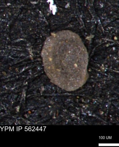 Miliammina inflata