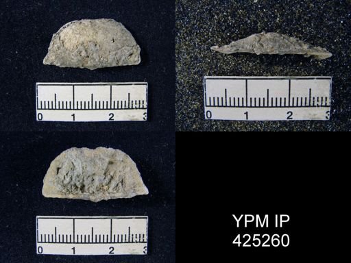 Chonetes granulifer