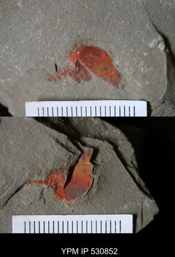undet. Xiphosurida