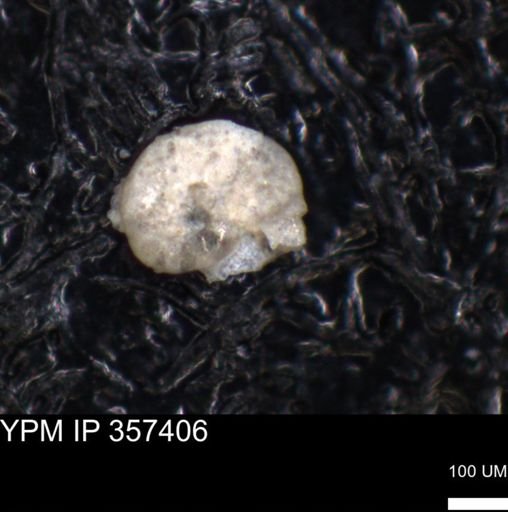 undet. Foraminiferida