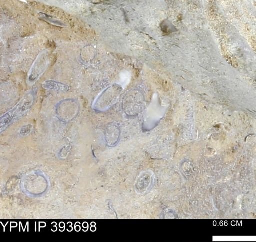 undet. Serpulidae