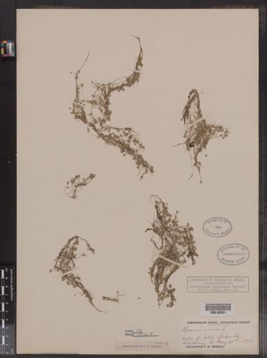 Lemna minor