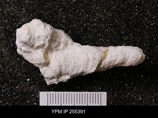Agelasida?