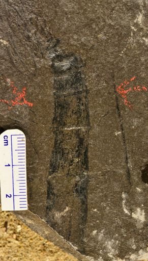 Calamites sp.