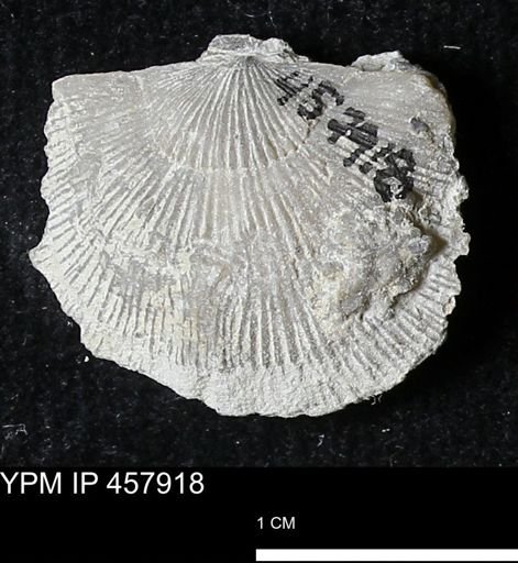 Strophodonta sp.