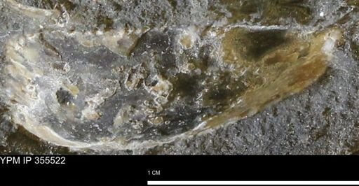 undet. Bivalvia
