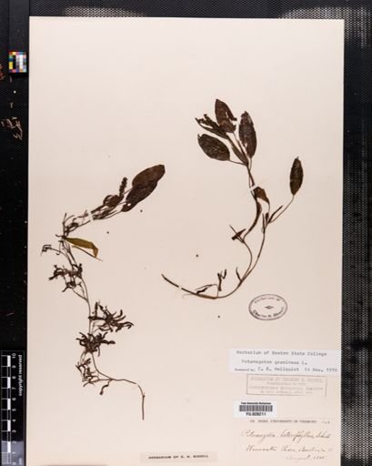 Potamogeton gramineus