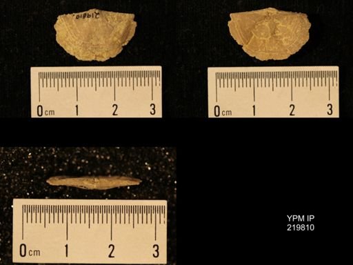 Chonetes granulifer