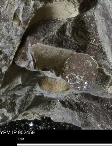 undet. Mollusca