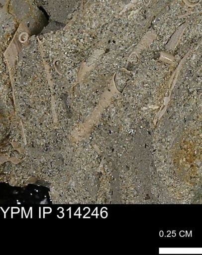undet. Scaphopoda