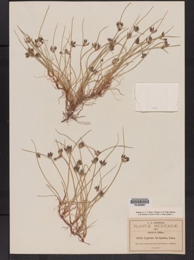 Cyperus laevigatus
