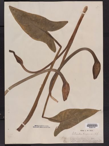Peltandra virginica