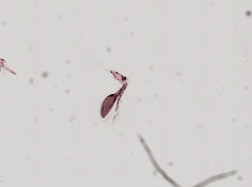 Paranebalia
