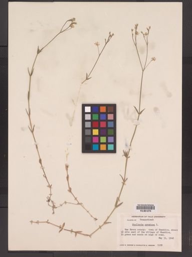 Stellaria graminea