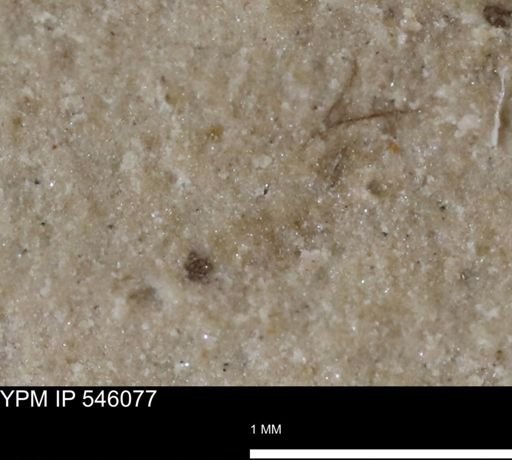 undet. Insecta