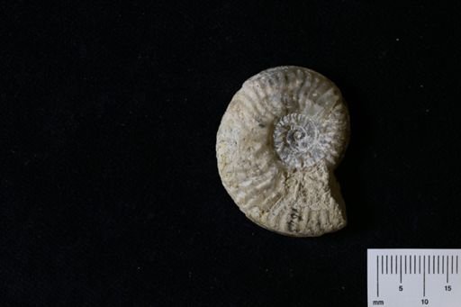 Ludwigina patula