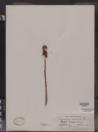 Corallorhiza maculata