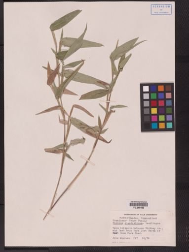 Panicum clandestinum