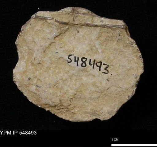 Stropheodonta callawayensis