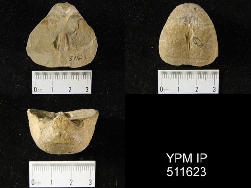 Echinoconchus punctatus